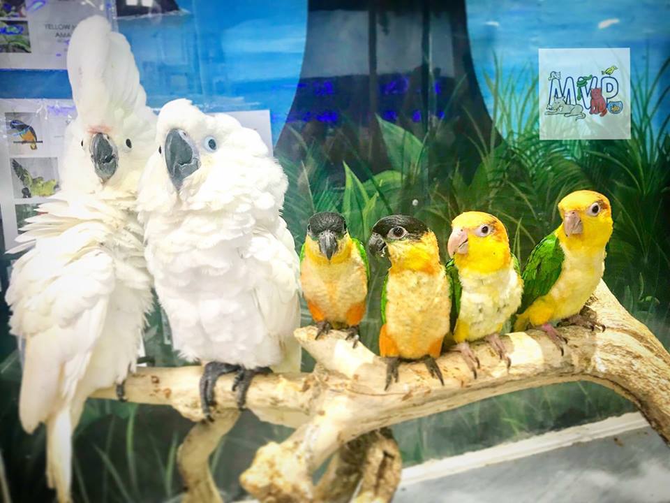 Most Valuable Pets GreenCheck Lexington